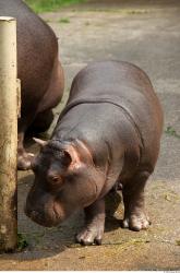 Hippo baby